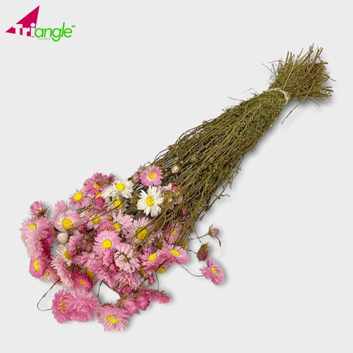 Dried Flowers & Foliage Preserved Foliage Wholesale Dried Flowers