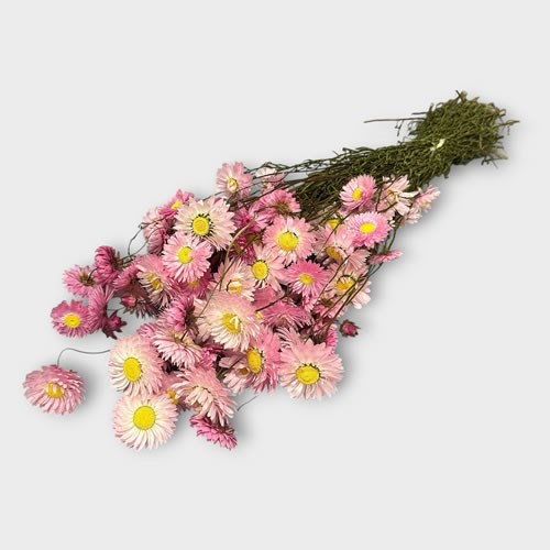 Acrolinium Pink (Dried)