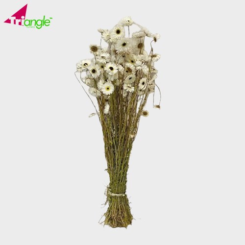 Dried Flowers & Foliage Preserved Foliage Wholesale Dried Flowers