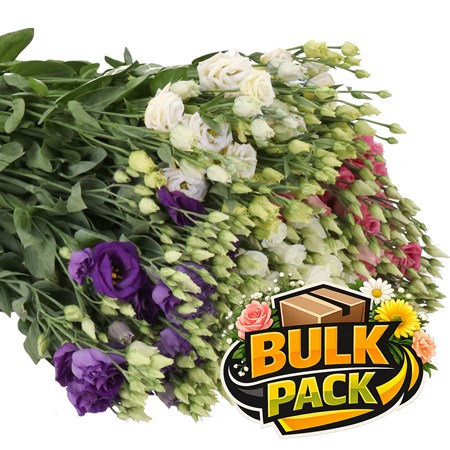 African Eustoma Lisianthus Mix (250 stem Bulk Pack)