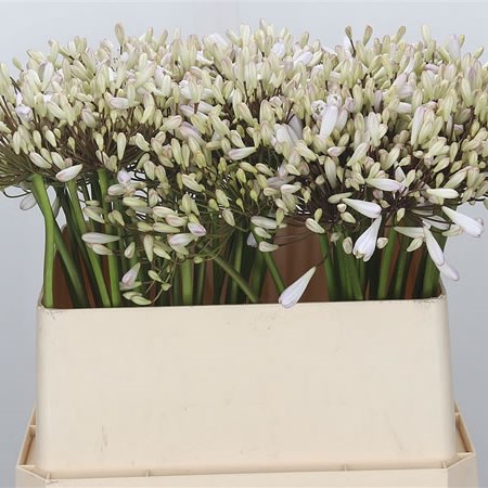 Agapanthus Anita White/Pink Glow