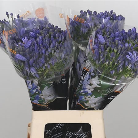 Agapanthus Atlantic Ocean