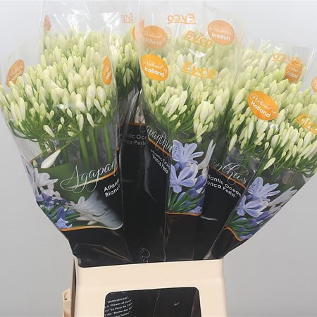 Agapanthus Bianca Perla