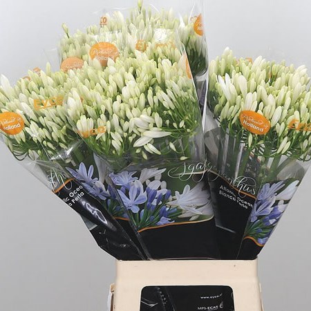 Agapanthus Bianca Perla