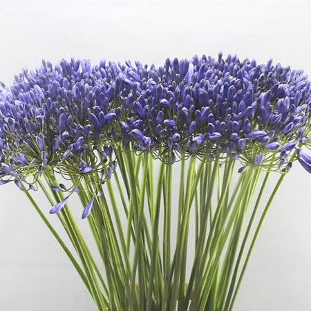 Agapanthus Blue Giant (Extra)