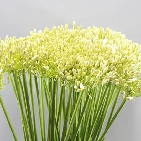 Agapanthus Casablanca