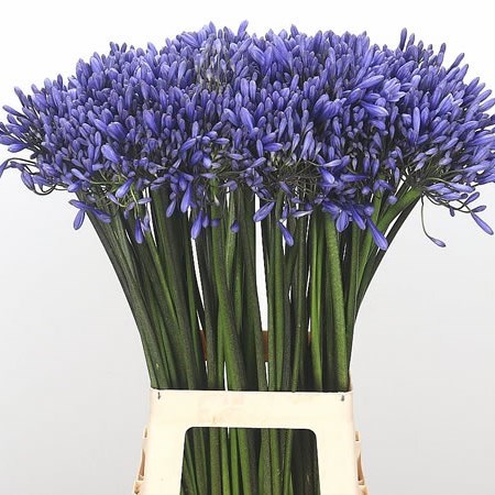 Agapanthus Dr Brouwer