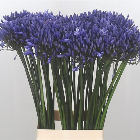 Agapanthus Dr Brouwer