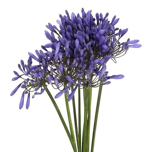 Agapanthus Dr Brouwer