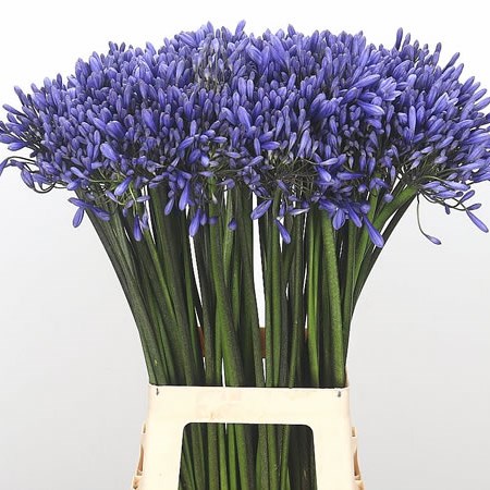 Agapanthus Dr Brouwer