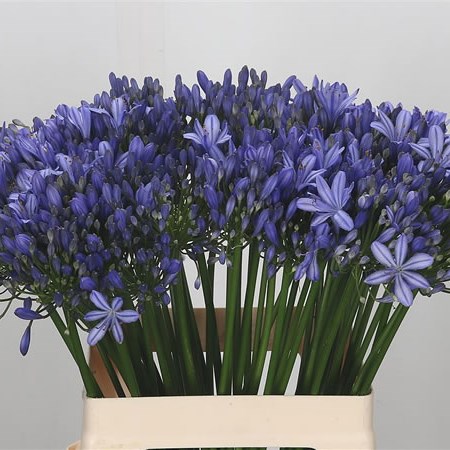 Agapanthus Esther