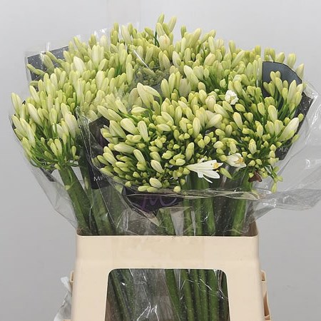 Agapanthus Gletsjer