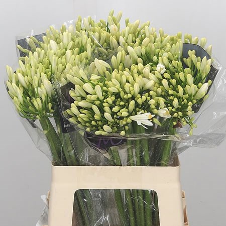 Agapanthus Gletsjer