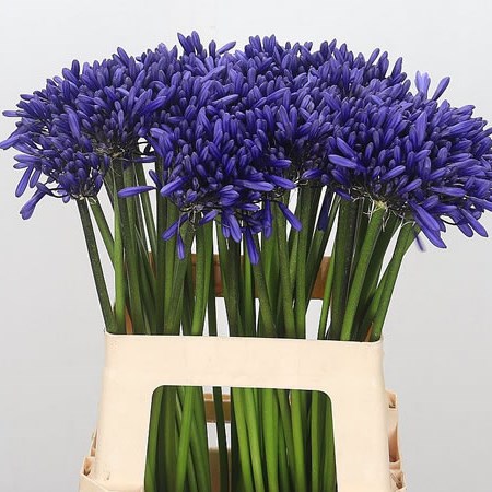 Agapanthus Hoksilato