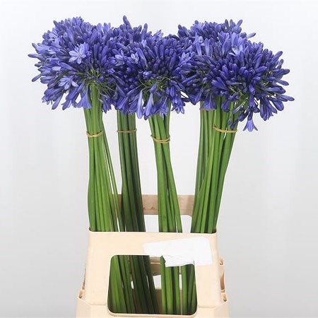 Agapanthus Intermedia