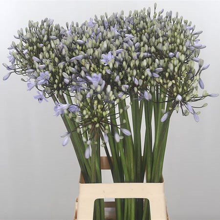 Agapanthus Lavender Surprise