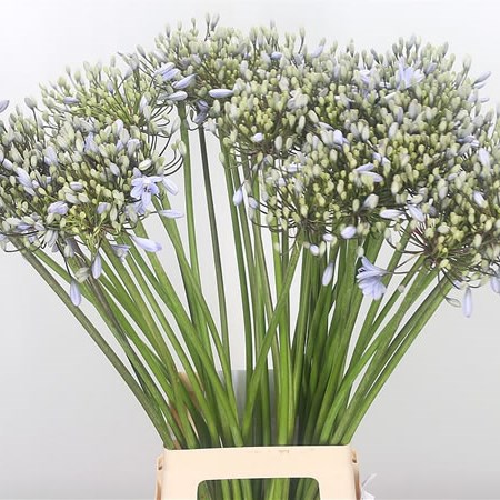 Agapanthus Lavender Surprise