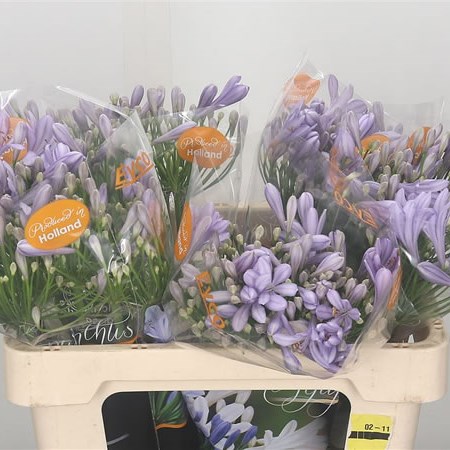 Agapanthus Lilac