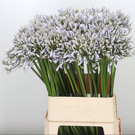 Agapanthus Lilac Esprit (Extra)