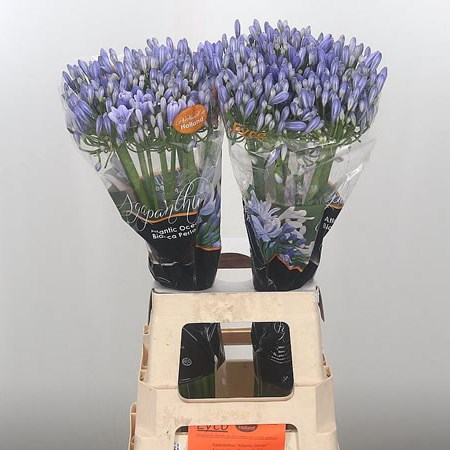 Agapanthus Ov Jay (Extra)
