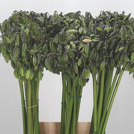 Agapanthus Seed Pods