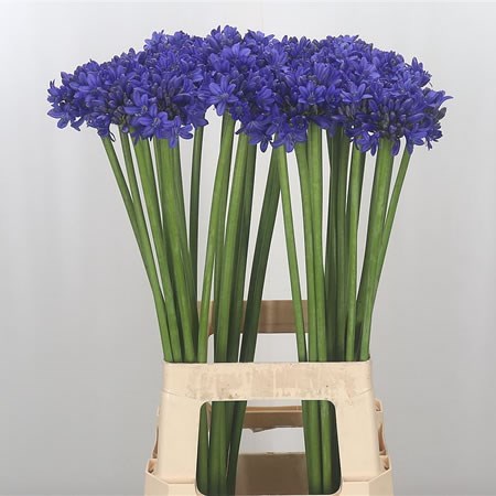 Agapanthus Sofie