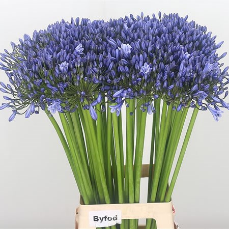 Agapanthus Susan