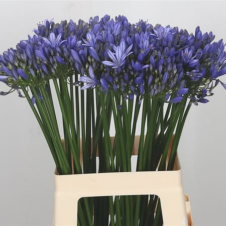 Agapanthus Uri 