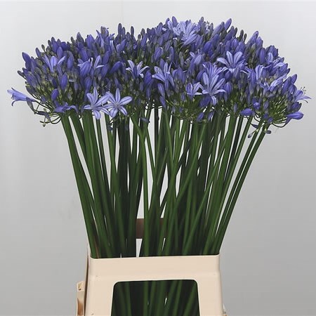 Agapanthus Uri