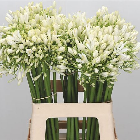 Agapanthus White