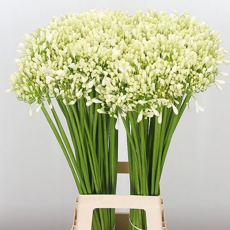 Agapanthus White Grace
