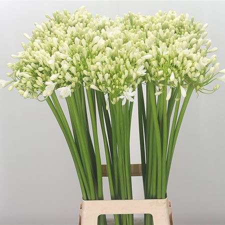 Agapanthus White Grace (Extra)