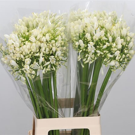 Agapanthus White Heaven