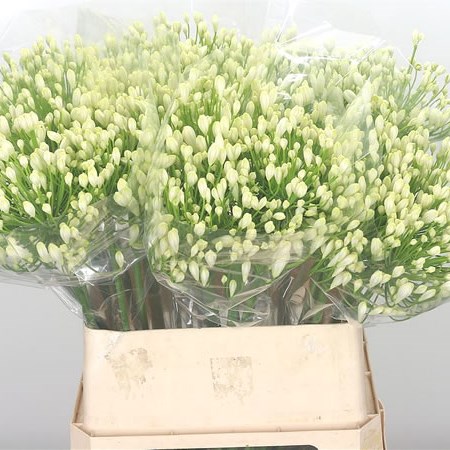 Agapanthus White Heaven