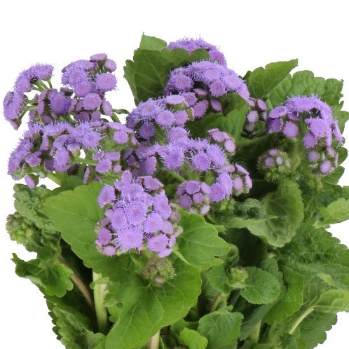 Ageratum Blue Horizon
