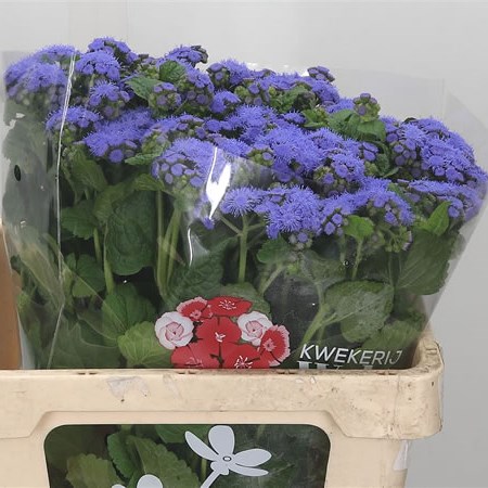 Ageratum Blue Horizon