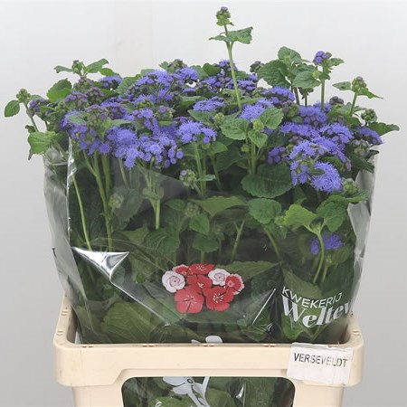 Ageratum Blue Horizon