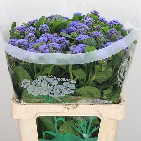 Ageratum Blue Horizon