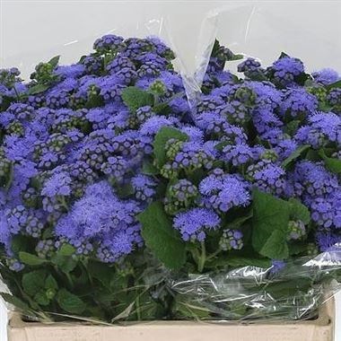 Ageratum Blue Planet