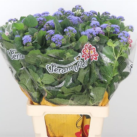 Ageratum Blue Planet