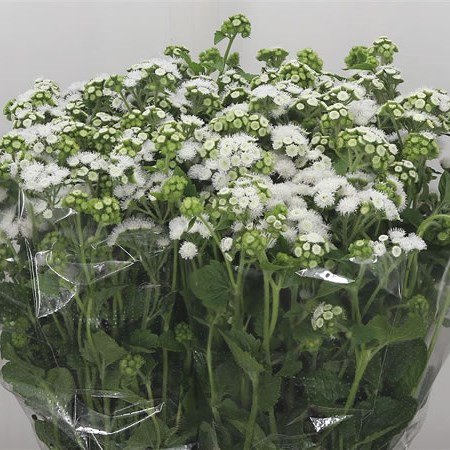 Ageratum Forever White