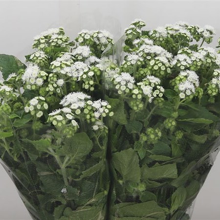Ageratum Forever White