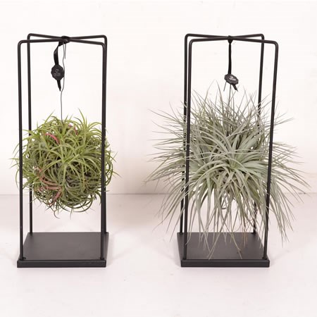 15+ Air Plants For Sale