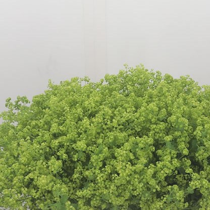 Alchemilla Robustica