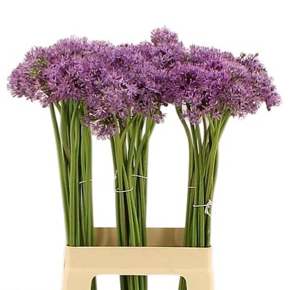 Allium Aflatunense