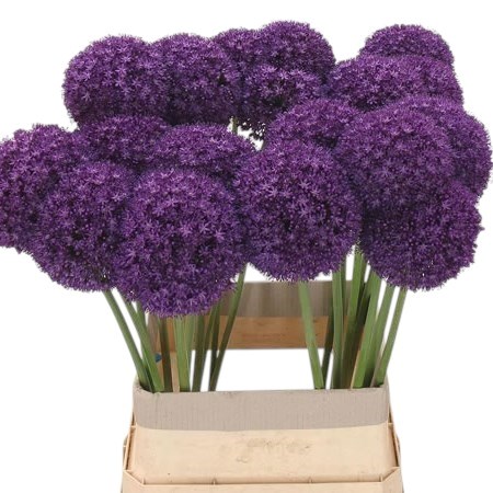 Allium Ambassador