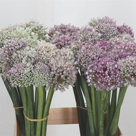 Allium Ampeloprasum