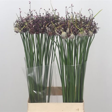 Allium Artemisia