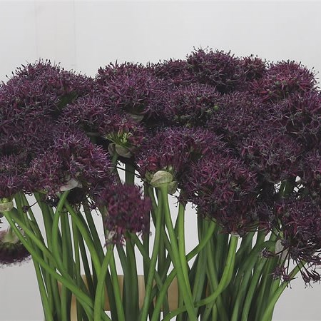 Allium Atropurpureum