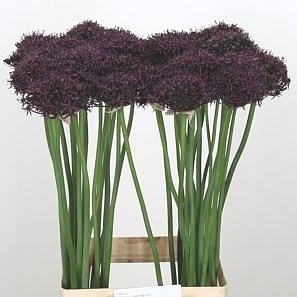 Allium Atropurpureum